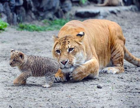 Liger Cubs Make Their Debut Photos - ABC News