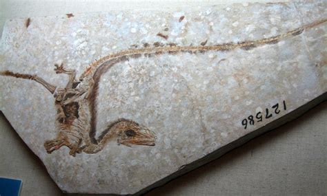 filesinosauropteryxfossiljpg wikimedia commons