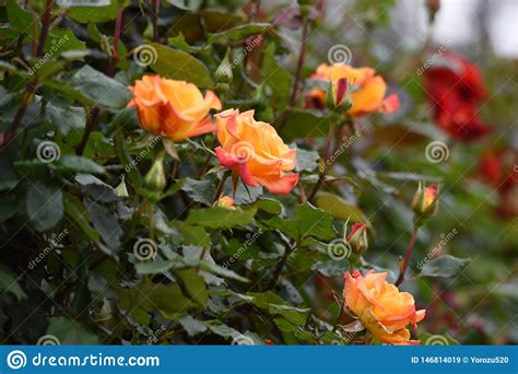 Rose Stock Image Image Of Blossom Park Kanagawa Pink 146814019