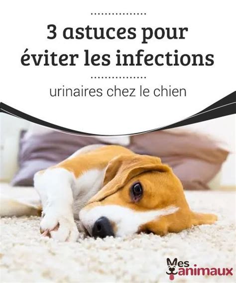 3 astuces pour éviter les infections urinaires chez le chien Perros