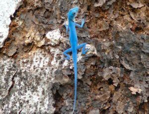 Lagarto azul de Gorgona Guía 2025