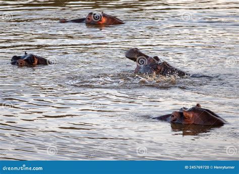 Open Mouthed Common Hippo Hippopotamus Amphibius Yawning In A Lake In