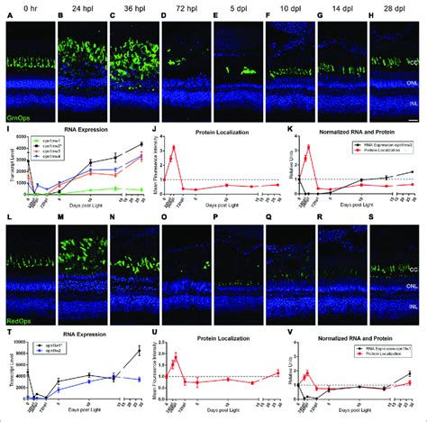 Green And Red Cone Photoreceptor Morphology Paired With Gene Download Scientific Diagram