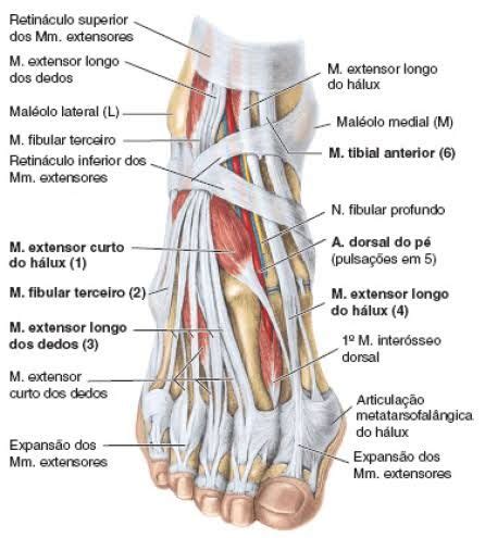 Ligamentos M Sculos E Articula Es Do P