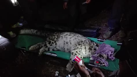 First Female Snow Leopard Gps Collared In Nepal Paves Way For New