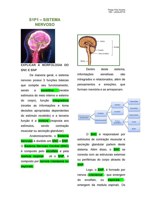 Apg S P Int Sistema Nervoso S P Sistema Nervoso Explicar A