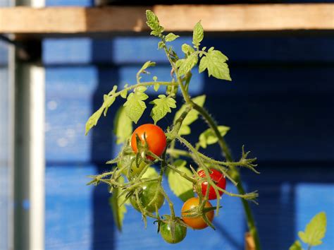 Frische Tomaten Gemüse Kostenloses Foto auf Pixabay Pixabay