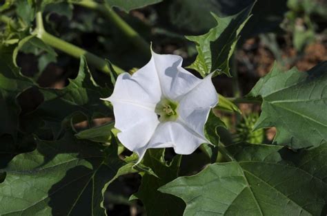 Piante Velenose Mortali Per L Uomo Gararson