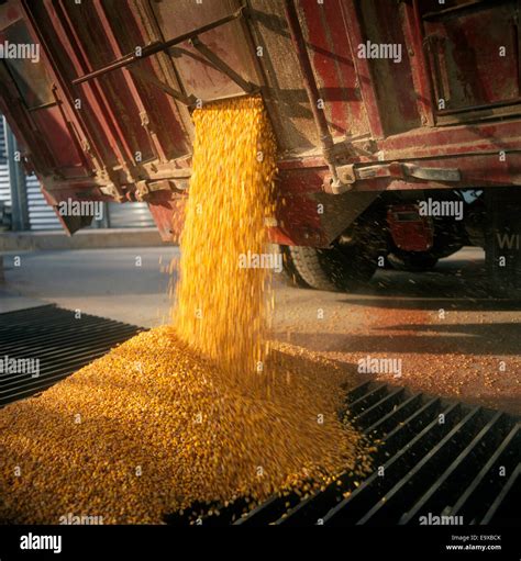 Agriculture Grain Corn Being Unloaded From A Grain Truck At A Grain