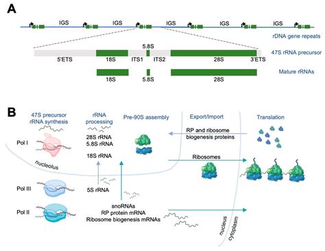 Cancers Free Full Text Regulation Of Rna Polymerase I Stability And