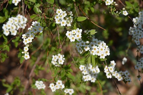 Free Images Branch Blossom White Flower Bloom Food Spring