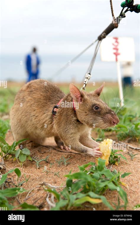 Giant rat Banque de photographies et dimages à haute résolution Alamy