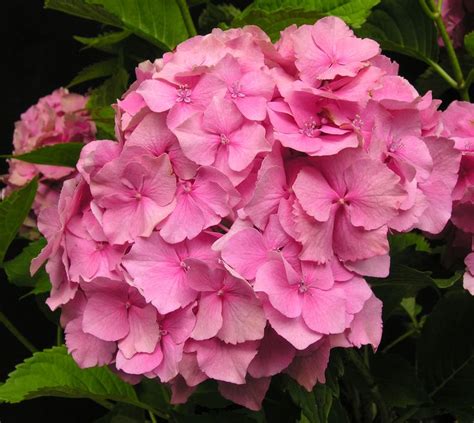 Hydrangea Macrophylla Hamburg A Medium Sized Shrub To 15m In Height