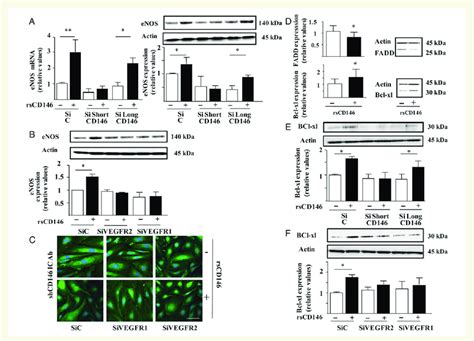 Soluble Cd146 Induces Gene Expression By Interacting With The