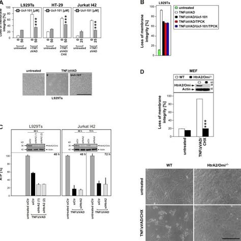 Identification Of HtrA2 Omi As A Candidate Serine Protease Involved In