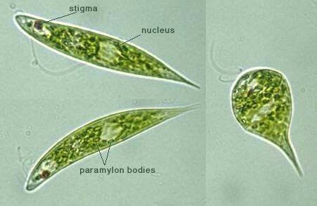 Euglena | Plant leaves, Aquatic animals, Plants