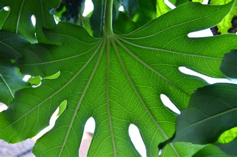 Large Green Leaf Free Stock Photo - Public Domain Pictures