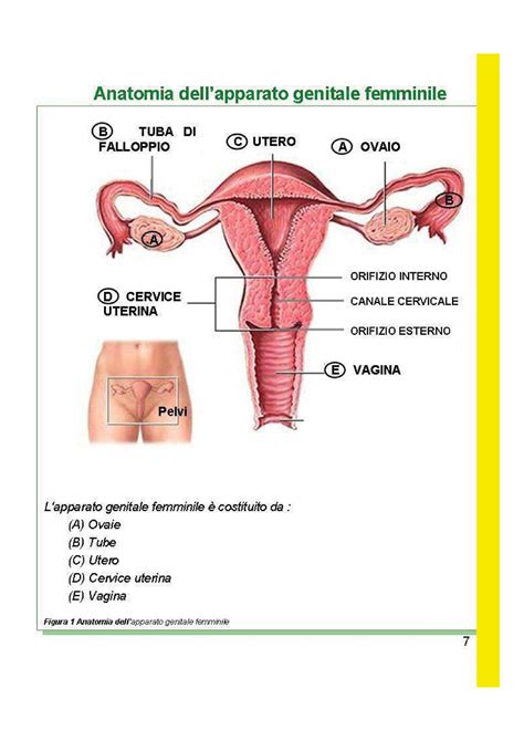 Apparato Genitale Femminile Fondamenti Di Anatomia Umana E