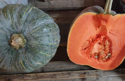 Zucca Gialla Nostra Produzione Km Ortodelvicinokm