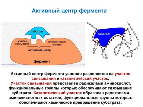 Аминокислоты, пептиды и белки. Образование пептидной связи ...