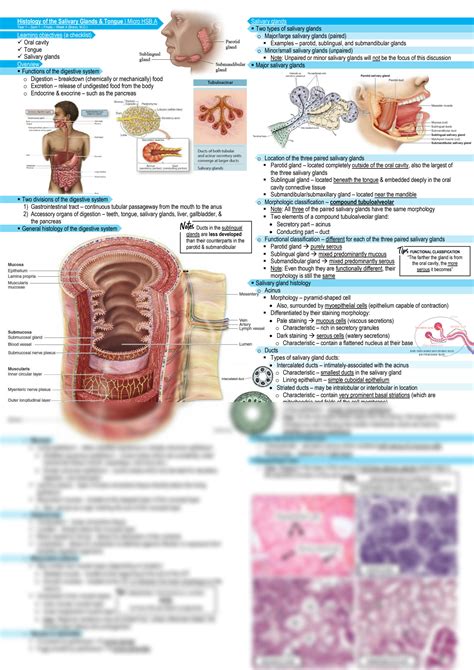 Solution Histology Of The Digestive System Oral Cavity Salivary