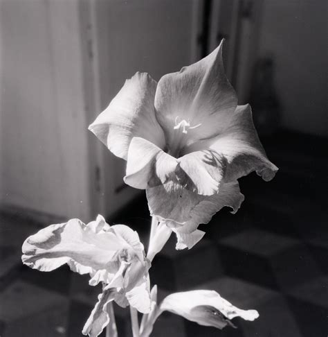 Гладиолус майя плисецкая (74 фото)