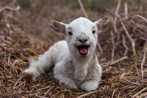 Baaaa! | A little lamb we found while hiking the northern se… | Flickr