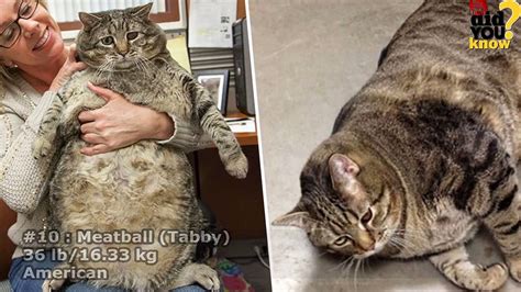 The World S Fattest Cats ★★ Guinness World Records★★ Vidéo Dailymotion