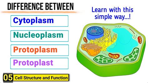 Difference Among Cytoplasm Protoplasm Nucleoplasm And Protoplast J Biology Youtube