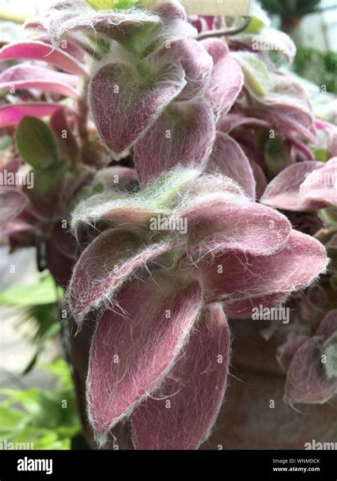 Plante velue Banque de photographies et dimages à haute résolution Alamy