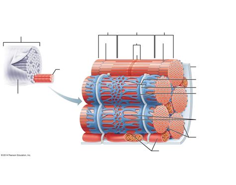 Sarcoplasmic Reticulum and T tubules ' Quiz