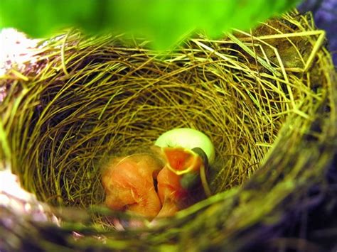 Julie Zickefoose on Blogspot: Indigo Bunting Nest!