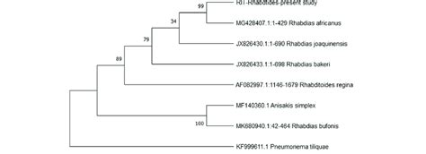 Phylogenetic Relationships Of The Present Specimen R Africanus Among Download Scientific