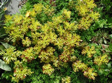 Sedum Oreganum North American Rock Garden Society