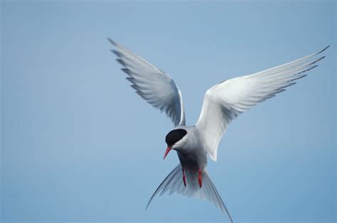 Arctic Terns