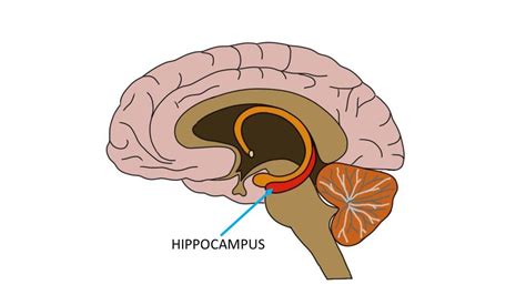 Know your brain — Neuroscientifically Challenged