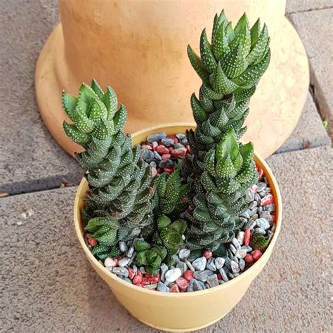 Haworthiopsis Coarctata Var Adelaidensis Syn Haworthia Coarctata Var