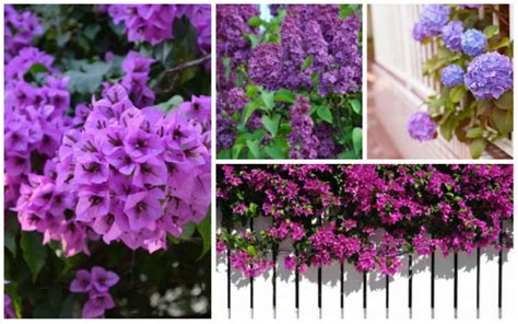 8 Beautiful Purple Flowering Shrubs