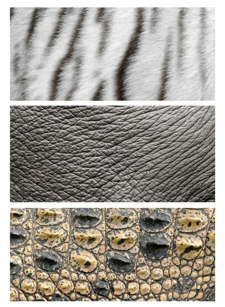 elephant skin — Stock Photo © anankkml #30943125