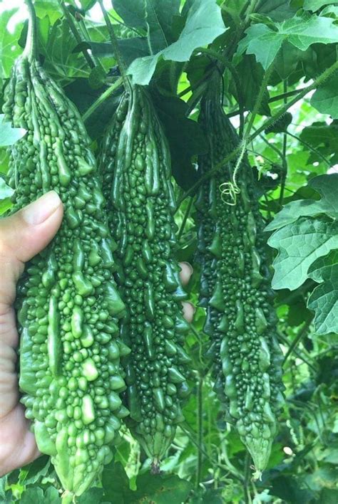 Amazon 10 India Bitter Gourd Seeds Bitter Melon Seeds Kho Qua