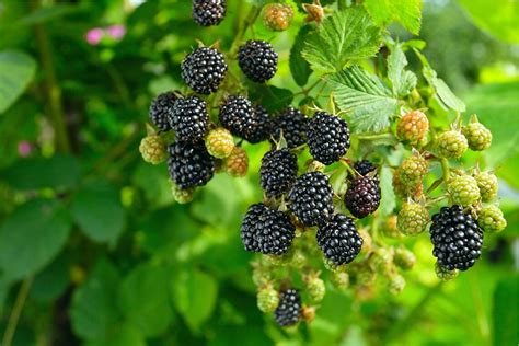 Navaho Erect Thornless Blackberry Live Plant Pack 2 Etsy