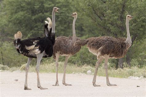 Flightless Ostrich Facts