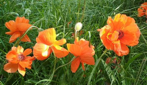 Poppies Orange Bloom - Free photo on Pixabay - Pixabay