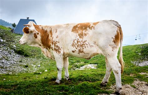 Free Range Cattle Cow On High Mountain Green Pasture Stock Photo