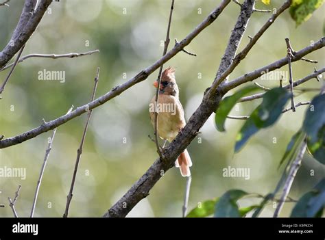 Female Northern Cardinal Cardinalis Cardinalis Perched In A Tree