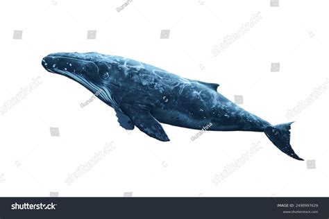 Blue Whale Isolated On White Background Stock Photo 2490997629 ...