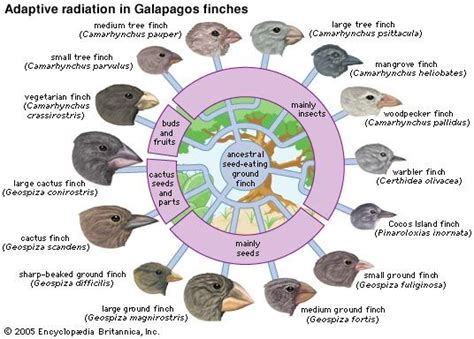 Darwin S Finches