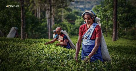 5 of the Most Charming Darjeeling Tea Gardens in the World