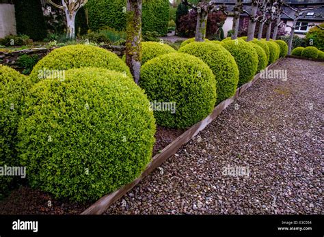 Buxus sempervirens topiary Fotos und Bildmaterial in hoher Auflösung