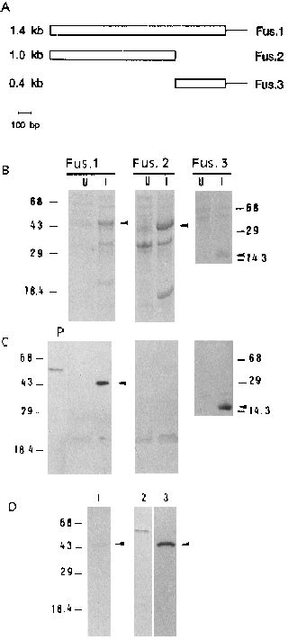 Localization Of Calmodulin Binding Domain Using Different Fusion